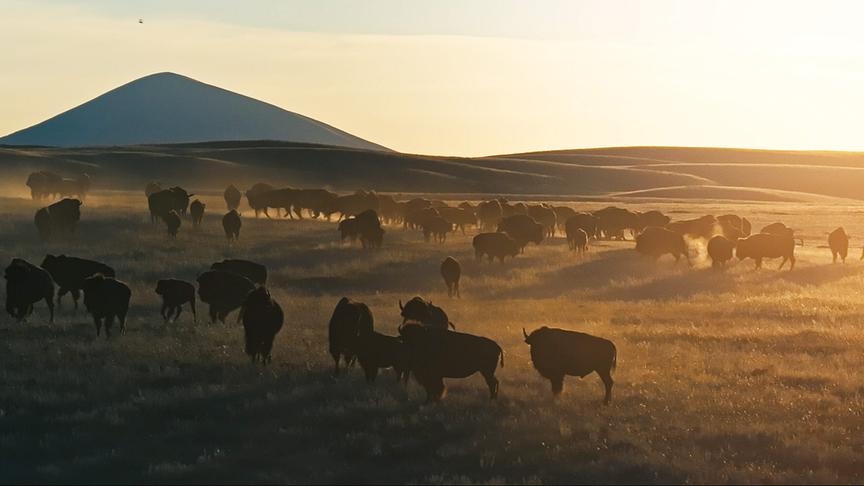 © Foto: ORF/LE CINQUIEME REVE Eine Herde Bisons im warmen Licht der Dämmerung mit einem Berg im Hintergrund.
