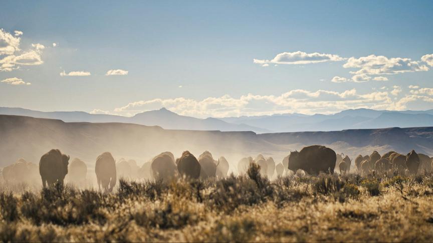 © Foto: ORF/LE CINQUIEME REVE Eine Herde Bisons dicht beieinander auf einer grasigen Ebene mit Bergen im Hintergrund.