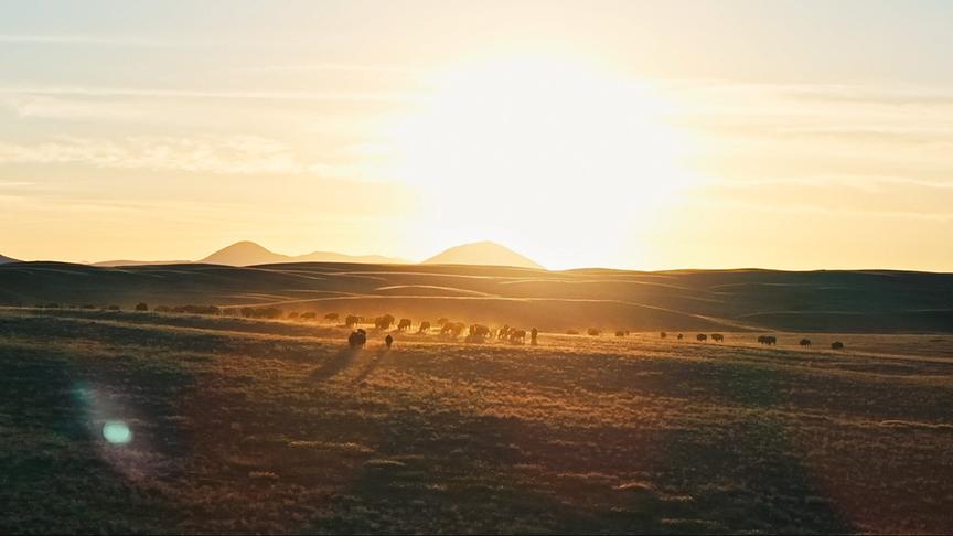 © Foto: ORF/LE CINQUIEME REVE Eine weite Ebene in warmer Dämmerungsstimmung mit einer Herde Bisons.