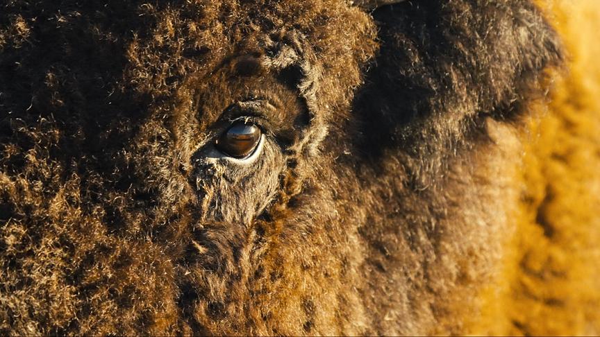 © Foto: ORF/LE CINQUIEME REVE Nahaufnahme eines Bisons mit dichtem, fast lockigem Fell und braunem Auge.