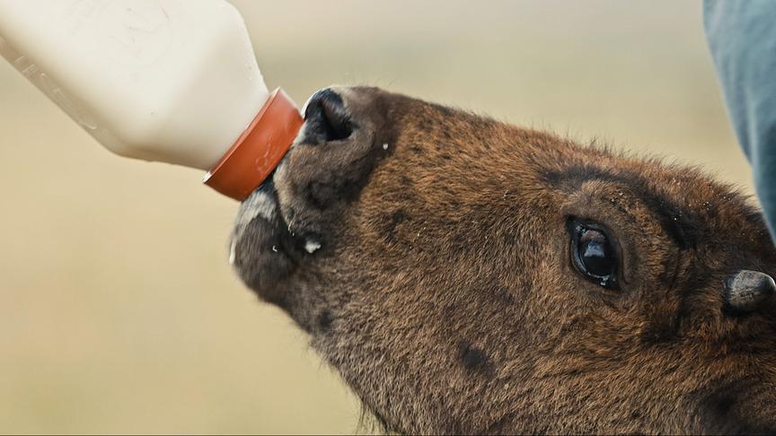 © Foto: ORF/LE CINQUIEME REVE Ein Bisonkalb wird mit einer Flasche gefüttert.