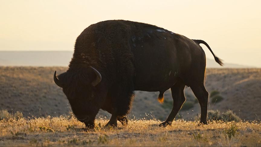 © Foto: ORF/LE CINQUIEME REVE Ein Bison grast.