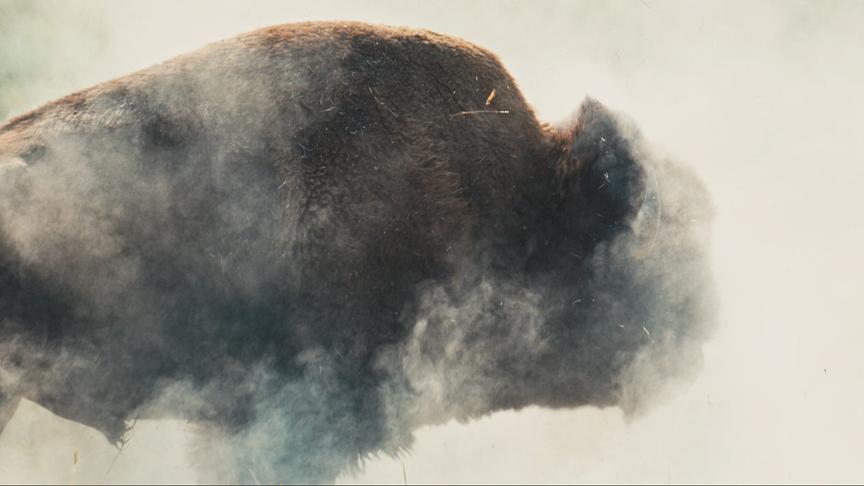 © Foto: ORF/LE CINQUIEME REVE Bison im Nebel.