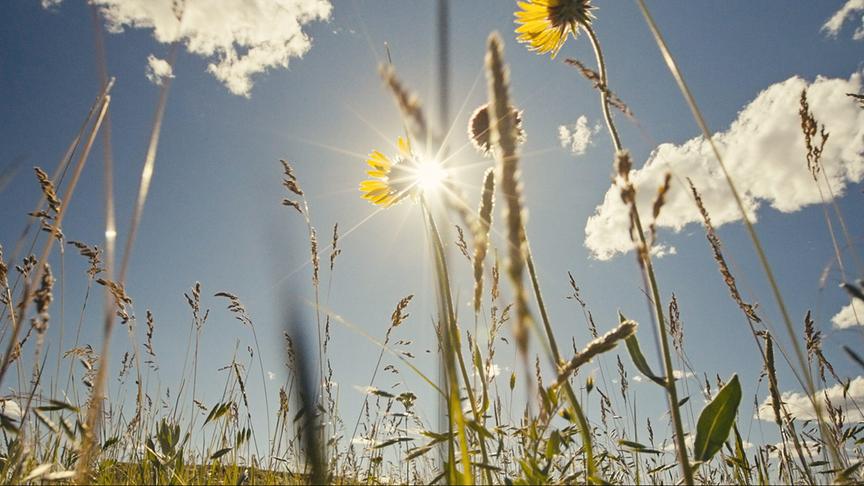 © Foto: ORF/LE CINQUIEME REVE Blumenwiese von unten nach oben fotografiert mit blauem Himmel und Sonne im Hintergrund.