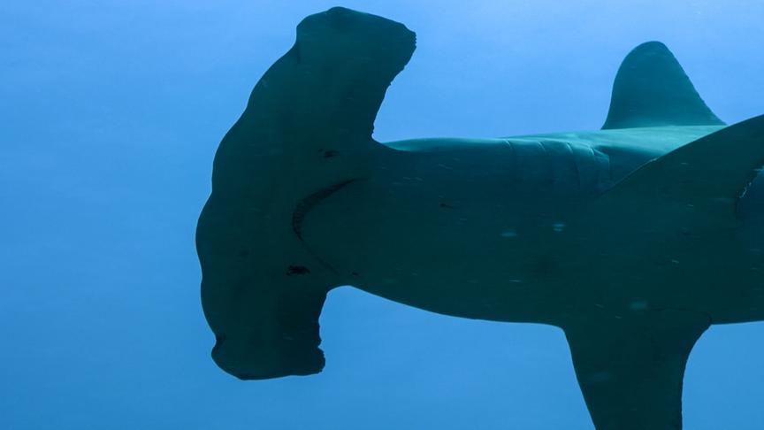 © Foto: ORF/Doclights GmbH/NDR Naturfilm/Florian Graner Im Bild: Die Hammerhaiversammlung bei Moloka’i wirft bei Wissenschaftlern immer wieder Fragen auf. Handelt es sich wirklich um Balzverhalten?