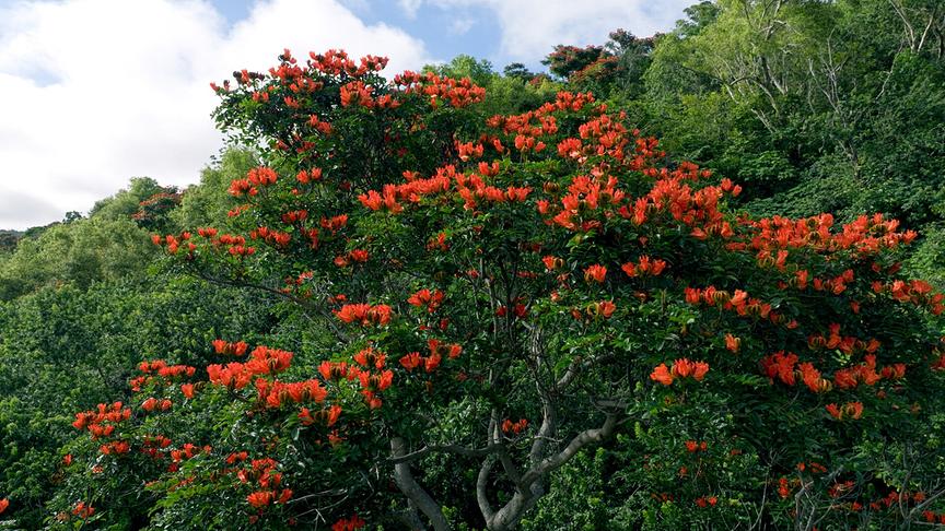Im Bild: Überall auf Hawai’i haben sie sich eingenistet die Invasiven Arten. Der Afrikanische Tulpenbaum ist eine besonders penetrante Art. Das schöne Äußere verdeckt auf den ersten Blick die negativen Auswirkungen auf das Ökosystem.