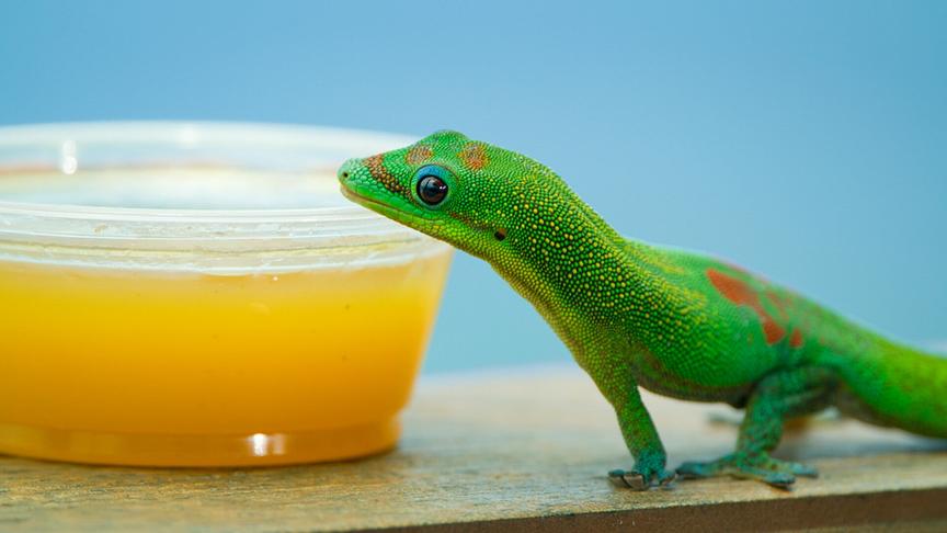 Im Bild: Goldstaubtaggecko bevorzugen es an der süß-scharfen Mangosauce zu laben, als sich selbst um den Nektar in den umliegenden Pflanzen zu kümmern.