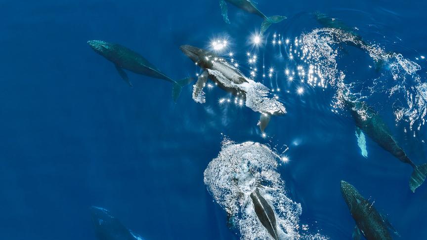 Im Bild: Buckelwale finden sich bei Hawaii zu großen Gruppen zusammen, um ihre Kräfte zu messen und um die letzten paarungsbereiten Walkühe zu kämpfen.