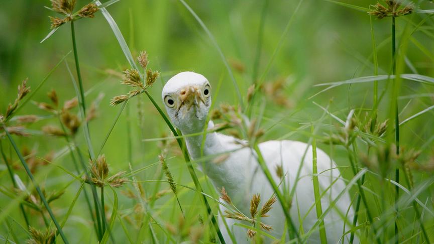 Im Bild: Leben mit den invasiven Arten und deren Regulierung ist auf Hawaii alltäglich: Ein Kuhreiher auf O’ahu.
