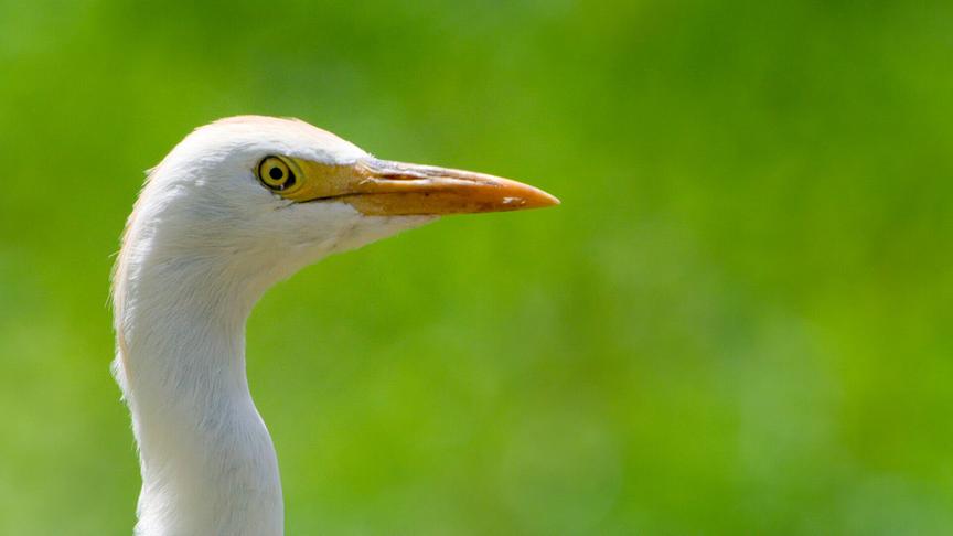 Im Bild: Der Kuhreiher auf O’ahu sieht imposant aus, ist aber hochinvasiv und hat einen negativen Effekt auf das Hawaiianische Ökosystem.
