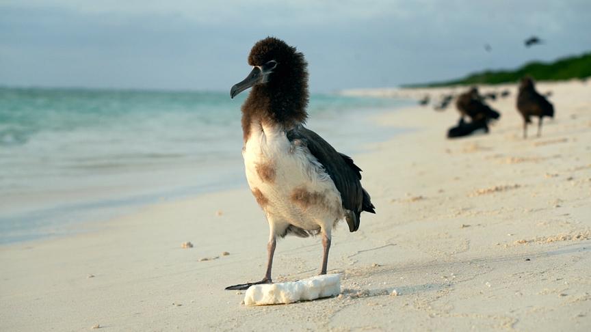 Im Bild: Der Fregattvogel, auf Hawaiianisch „Iwa“, brüten auch auf Midway 2000 Kilometer westlich der Hawaiianischen Hauptinseln.