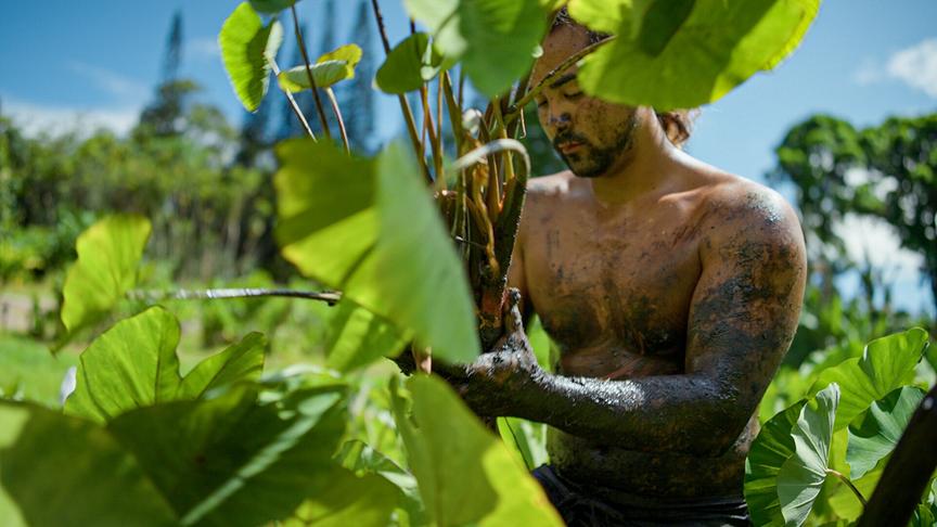 © Foto: ORF/Doclights GmbH/NDR Naturfilm/Philipp Klein Im Bild: Bei der Taro-Ernte ist Muskelkraft gefragt. Die ersten Polynesier auf Hawaii führten diese Pflanze ein. Ohne die nahrhaften Taro-Knollen hätten die Hawaiianer nicht auf den isolierten Inseln überleben können.