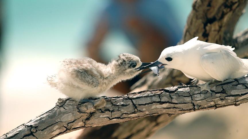 Im Bild: Eine Feenseeschwalbenmutter lässt sich bei der Fütterung ihres Jungens auf Midway nicht von der freiwilligen Expeditionshelfern des PMDPs stören.