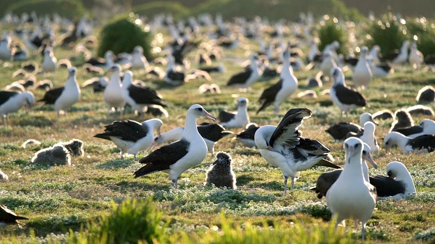 Im Bild: Albatrosse finden in der Abgeschiedenheit auf Midway, eine der erodierten Westhawaiianischen Inseln, ideale Brutbedingungen vor.