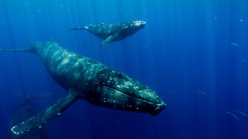 Im Bild: Eine Buckelwalfamilie auf dem Weg zurück in die alaskischen Fressgründe.