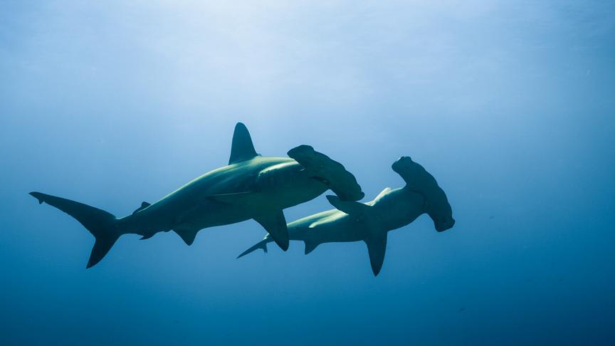 Im Bild: Hammerhaie kommen nach Hawaii, um auf Partnersuche zu gehen. Ein Verhalten, dass bisher noch nicht beobachtet wurde.