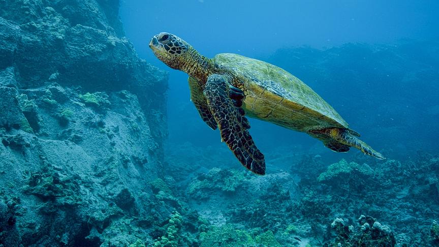 Im Bild: Die grüne Meeresschildkröte, das Hawaiianische Nationaltier, ist eine sehr bedrohte Art auf den Hawaiinischen Inseln.