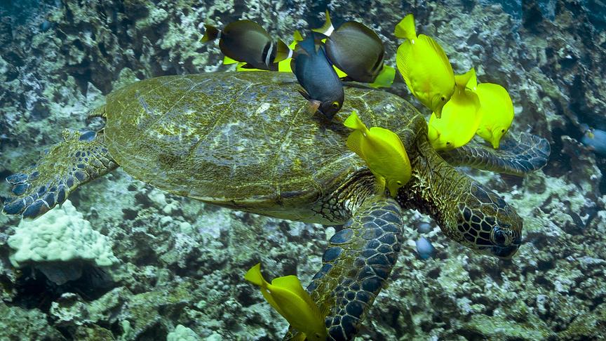 Im Bild: Die grüne Meeresschildkröte sucht regelmäßig Putzstationen mit Doktorfischen auf, um sich von einer Algenschicht auf ihrer Haut befreien zu lassen.