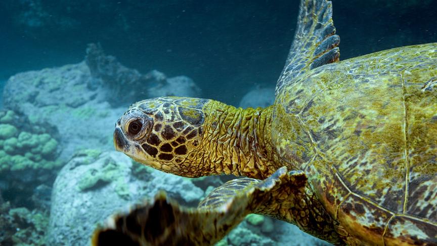 Im Bild: Die grüne Meeresschildkröte, das Hawaiianische Nationaltier, ist eine sehr bedrohte Art auf den Hawaiinischen Inseln.