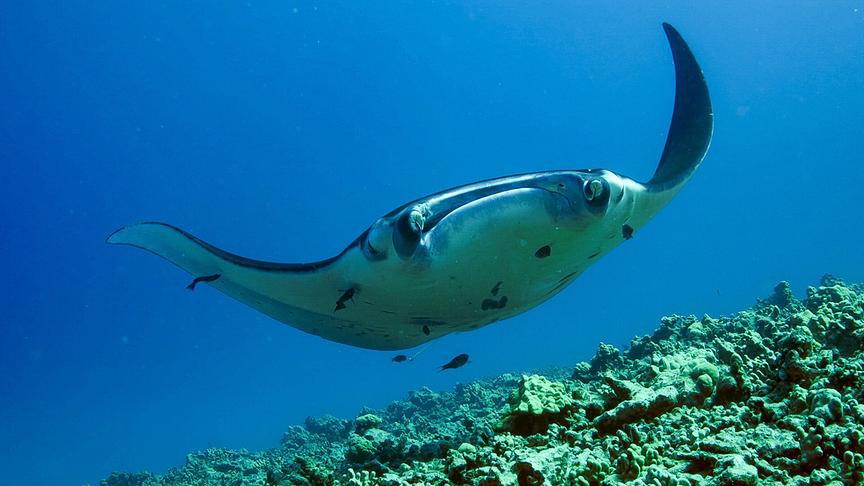 Im Bild: Manta Rochen suchen neben Schildkröten auch häufig Putzstationen auf.