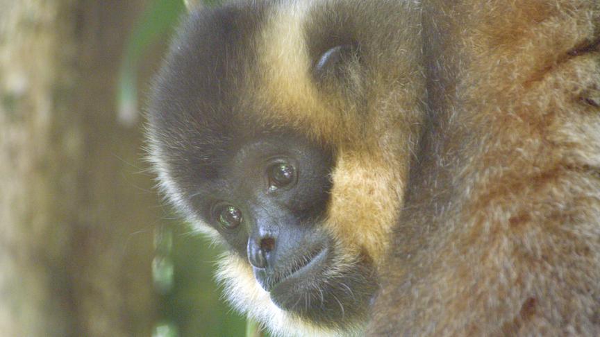 Zweifarbiger Gibbon.