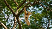 Helles Gibbon-Weibchen hangelt sich von Ast zu Ast, ihr Junges klammert sich derweilen am Baum fest.