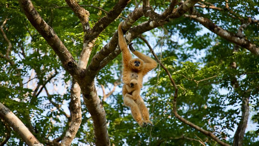 Helles Gibbon-Weibchen hangelt sich von Ast zu Ast, ihr Junges klammert sich derweilen am Baum fest.