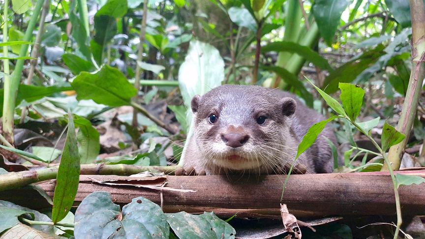 Ein brauner Otter blickt aus dem grünen Dickicht heraus direkt in die Kamera.
