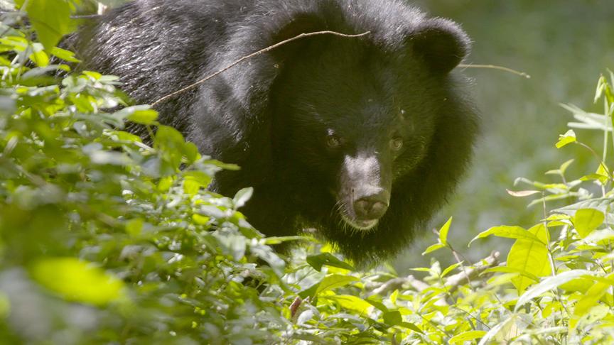 Ein dunkler, langhaariger Bär streift durch die grüne Vegetation.