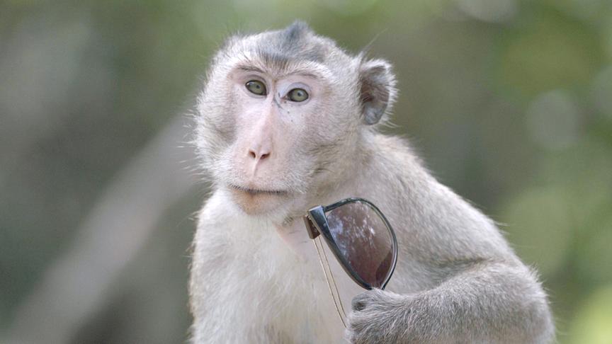 Ein weiß-gräulicher Affe hält eine Sonnenbrille in der Hand.