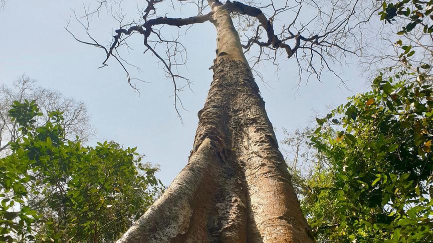 Riesiger Baum mit toter Baumkrone von unten fotografiert.