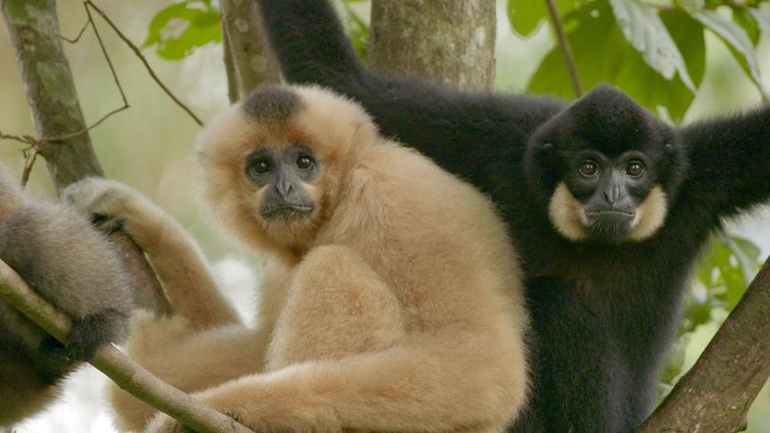 Ein heller und ein dunkler Gibbon sitzen nebeneinander auf einem Baum.
