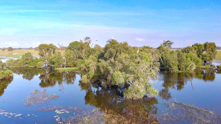 Bäume und kleine Inseln umgeben von Wasser.