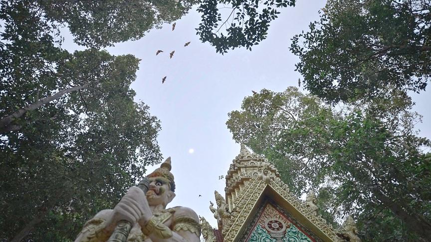 Flughunde fliegen über den Baumwipfeln und über einem Tempel am Himmel.