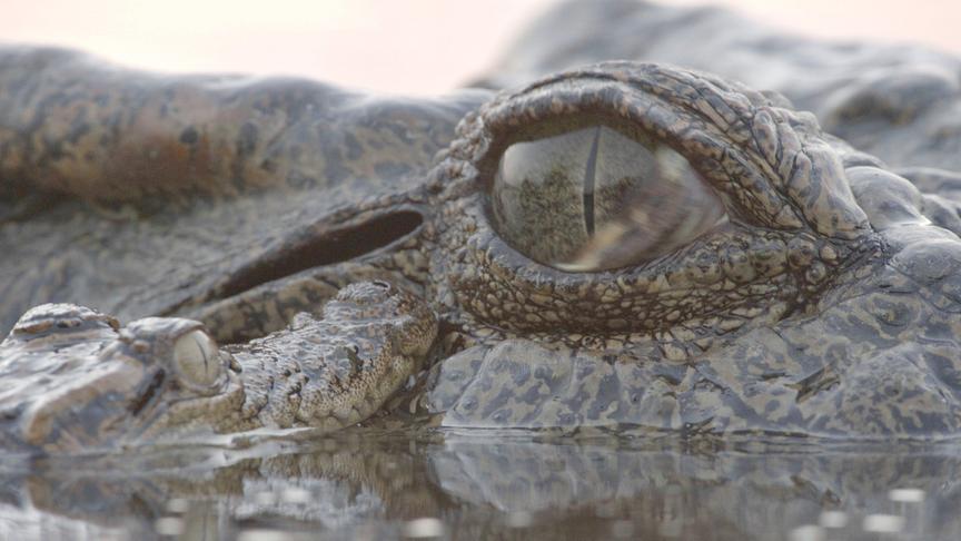 Nahaufnahme von einem Krokodil-Jungen, das seinen Kopf unterhalb des Auges seiner Mutter ablegt.