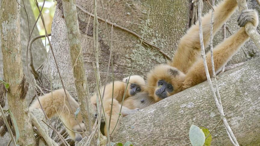 Eine Gibbonmutter liegt mit ihrem Baby auf einem Baum.