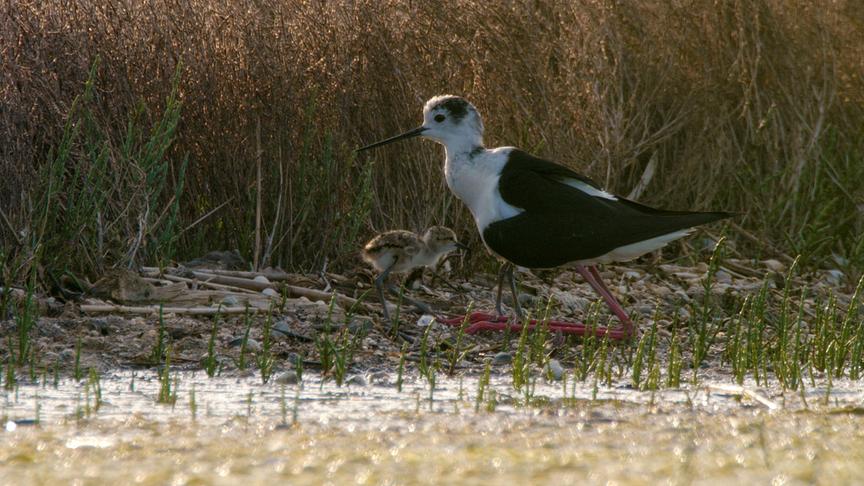 Stelzenläufer mit einem Küken am Ufer eines Gewässers.