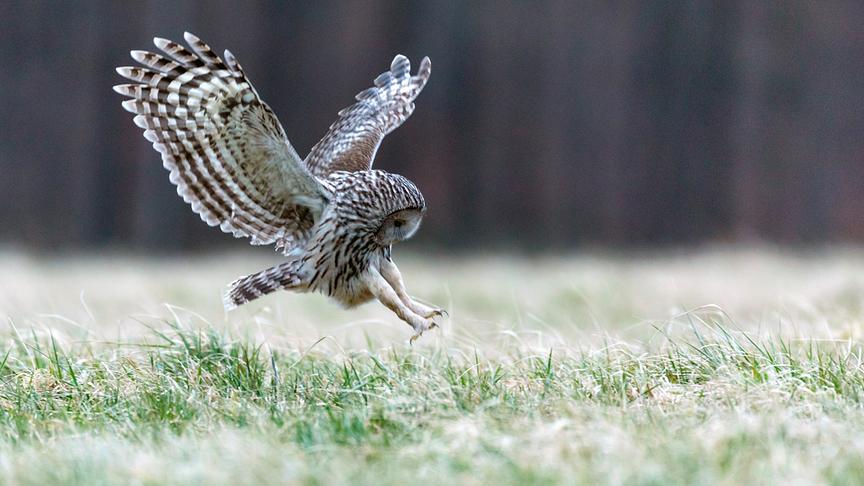 Kauz während der Jagd in Landanflug mit Krallen vorausgestreckt und Blick zum Boden. 