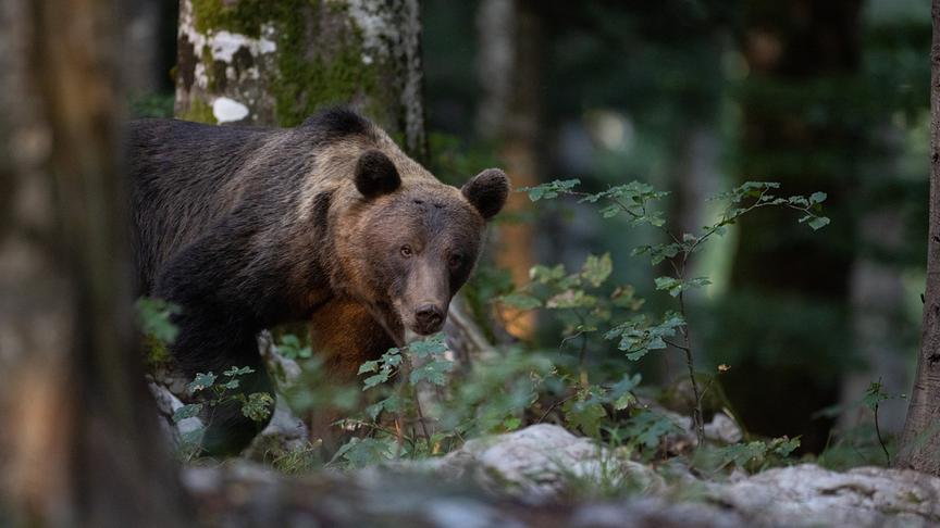 Bär zwischen Bäumen.