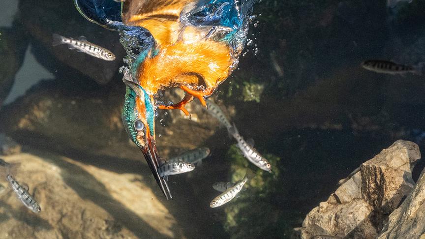 Unterwasseraufnahme eines Eisvogels, der einen Fisch gefangen hat.