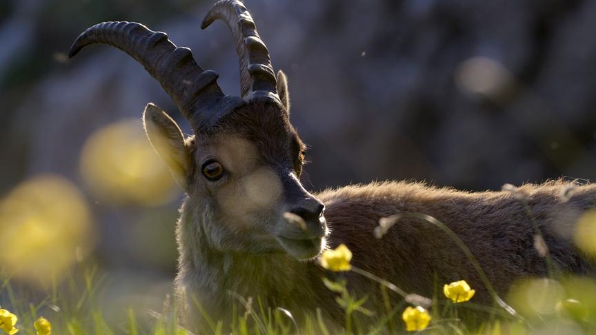 Nahaufnahme eines Steinbockes in einer Wiese mit gelben Blumen.