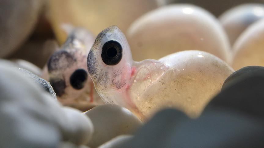 Noch etwas durchsichtige Fischejunge mit großen Augen schlüpfen aus ihren Eiern.