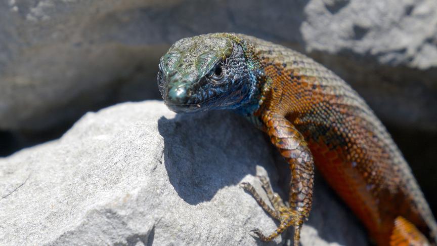 Braun-bläuliche Eidechse auf einem Stein.