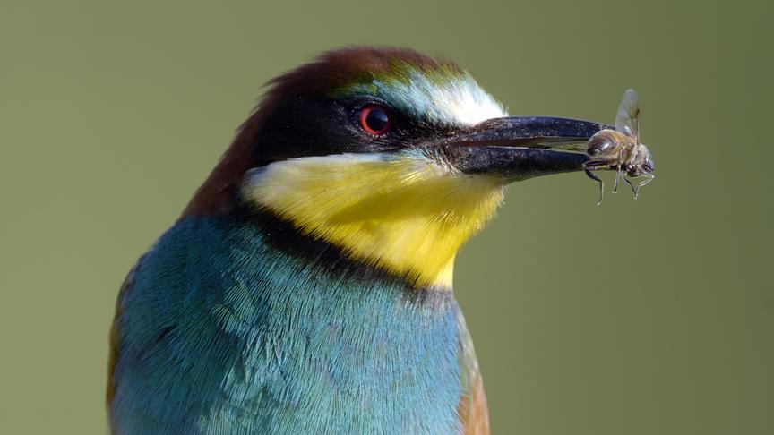 Blau-gelb-brauner Vogel mit Biene im Schnabel.
