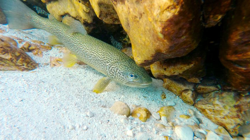 Forelle schwimmt zwischem hellen, sandigen Boden und orange-bräunlichen Steinen.