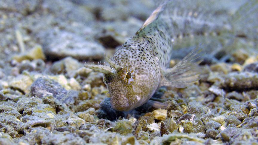 Ein gut getarnter Fisch schwimmt nahe am ähnlich gefärbten Meeresboden.