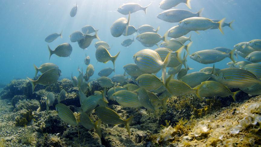 Fischschwarm in flachem Gewässer, das von Sonnenstrahlen durchbrochen wird.