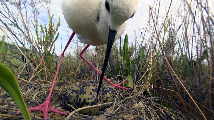 Nahaufnahme eines Vogels mit langen, roten Beinen und einem auffallend langen Schnabel, der über einem Nest mit mehreren gescheckten Eiern steht.