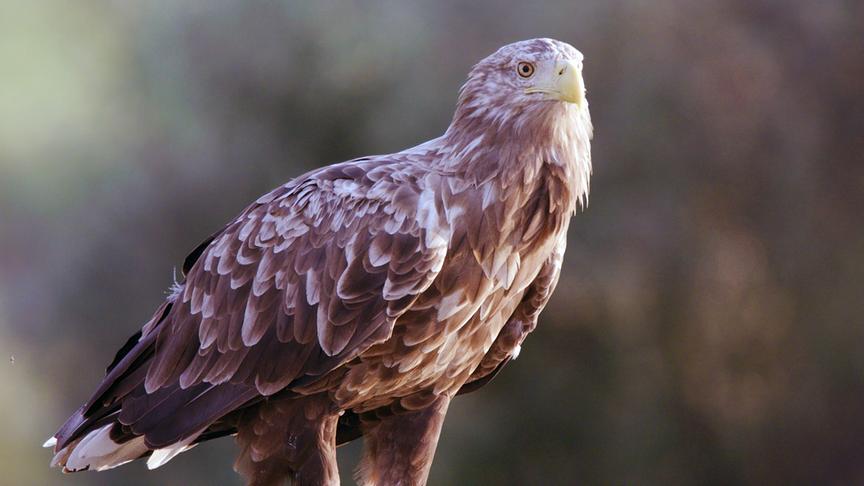 Braun-weißer Seeadler blickt in die Ferne.
