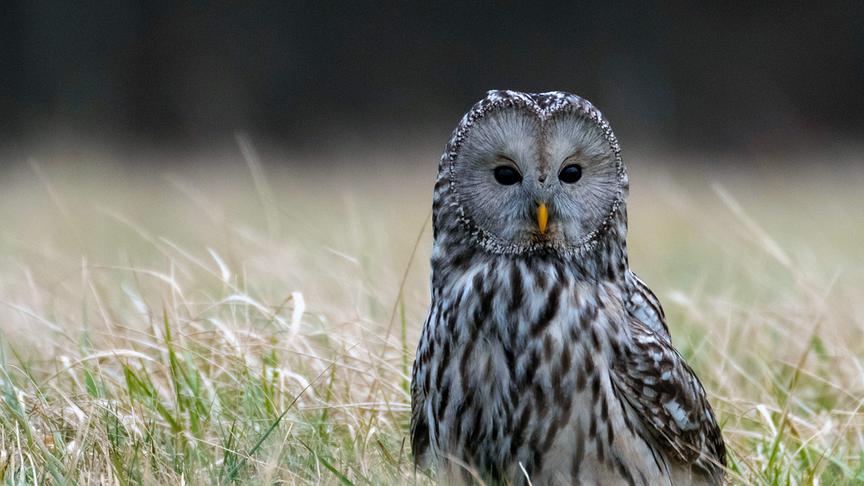 Erwachsener Kauz steht aufrecht in hohem Gras.